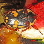 Cheirolasia burkei